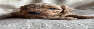 Cavapoochon 4