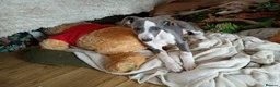 Whippet dogs for sale: Show quality KC reg pups - Advert 12