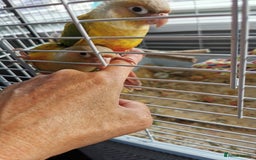 Conures birds for sale: 3 baby conures for sale - Image 8