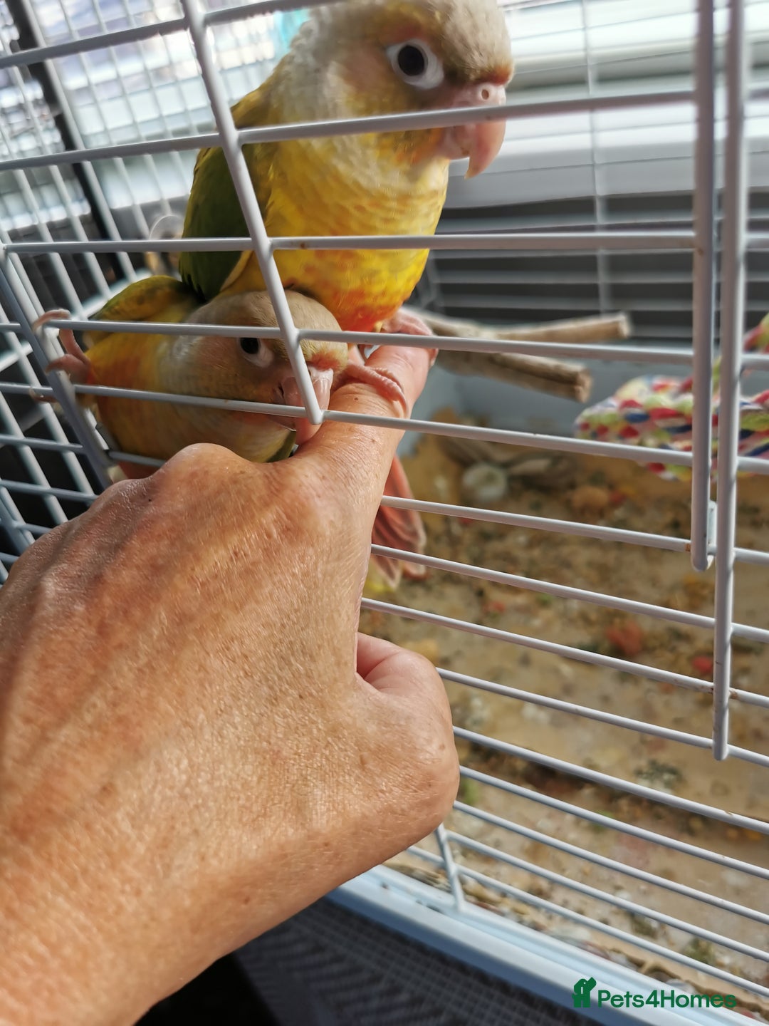 Conures birds for sale: 3 baby conures for sale - Image 8