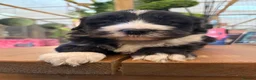 Sheepadoodle dogs for sale: Midi Size Sheepadoodles 20 kilos  - Advert 3