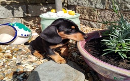 Miniature Dachshund dogs for sale: Mini dachshund  - Image 24