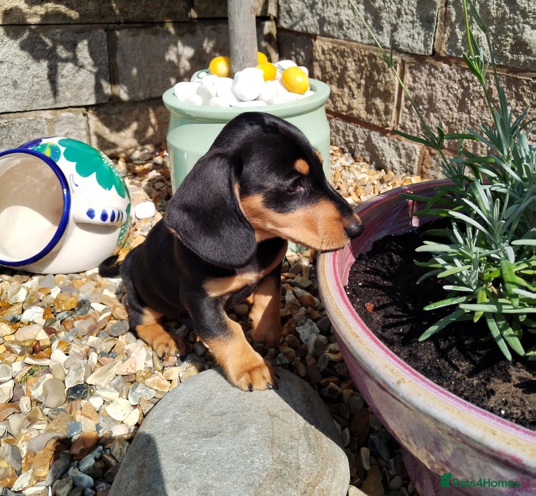 Miniature Dachshund dogs for sale: Mini dachshund  - Image 24