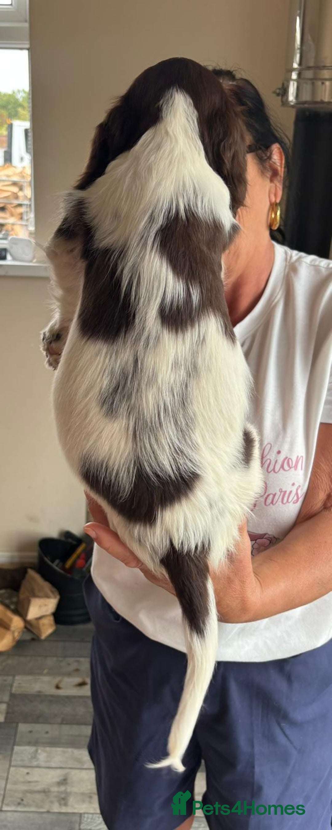 Sprocker dogs for sale: Sprocker  - Image 6