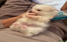 Pomeranian dogs for sale: Mini/ tea cup white girl Pomeranian  - Image 2