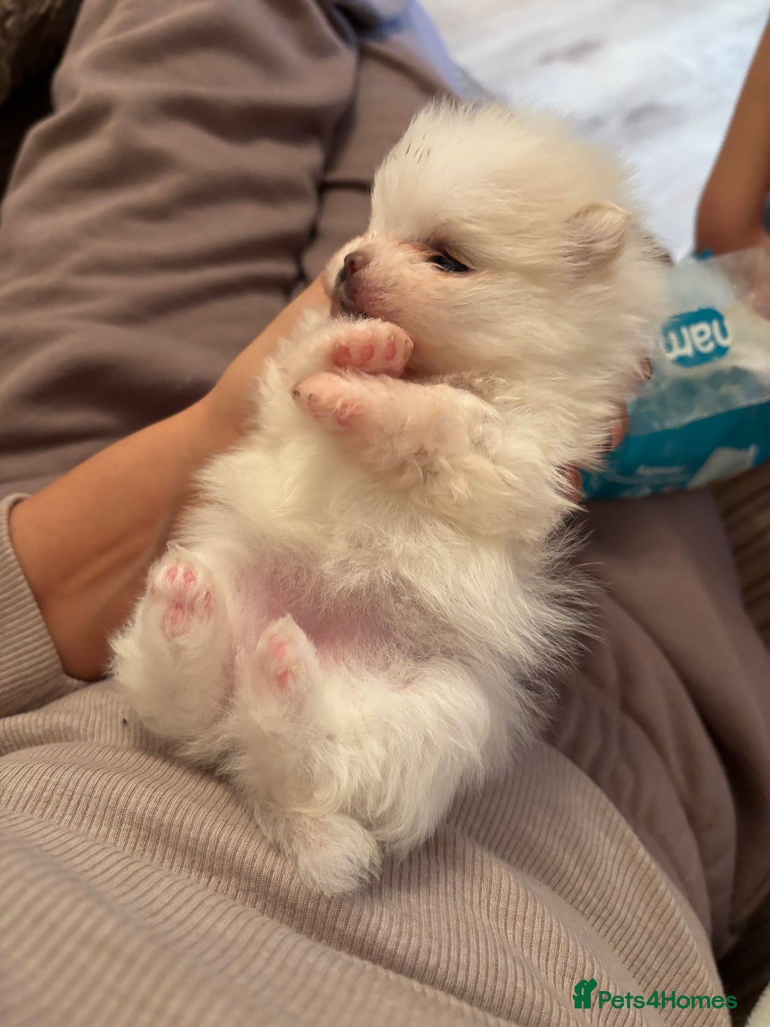 Pomeranian dogs for sale: Mini/ tea cup white girl Pomeranian  - Image 2