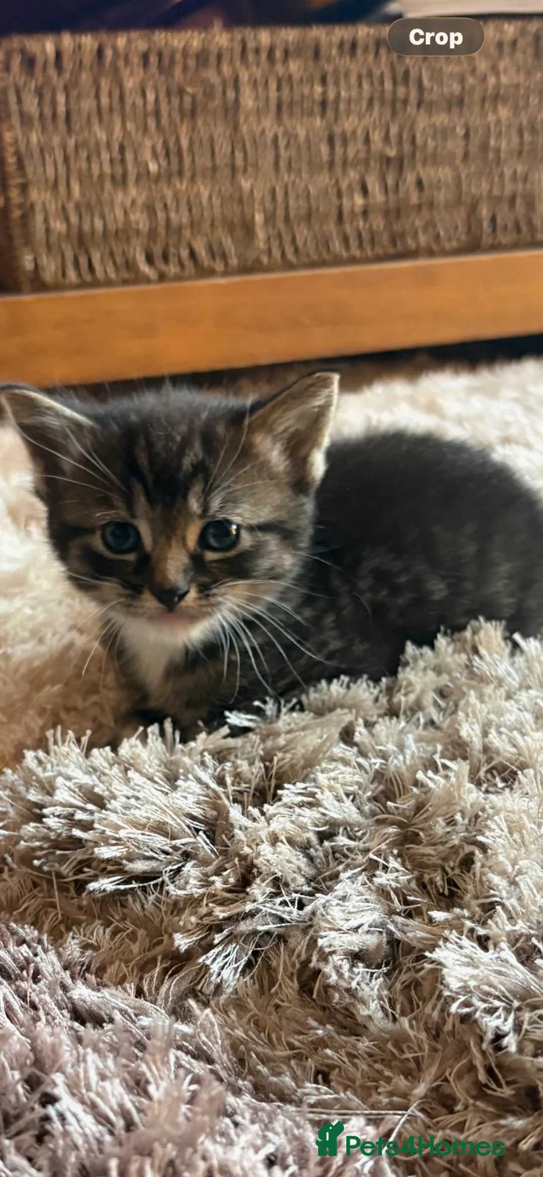 Mixed Breed cats for sale: 5 stunning kittens  in Pontypool - Advert 2