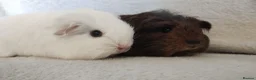 Guinea Pig rodents for sale: Baby cornet and friend ready now  - Advert 3