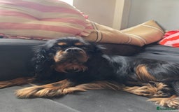 Cavalier King Charles Spaniel dogs for sale: Cavalier King Charles puppy girls - Image 15