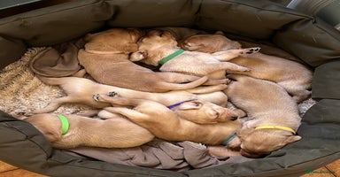 Labrador Retriever dogs - Advert 12