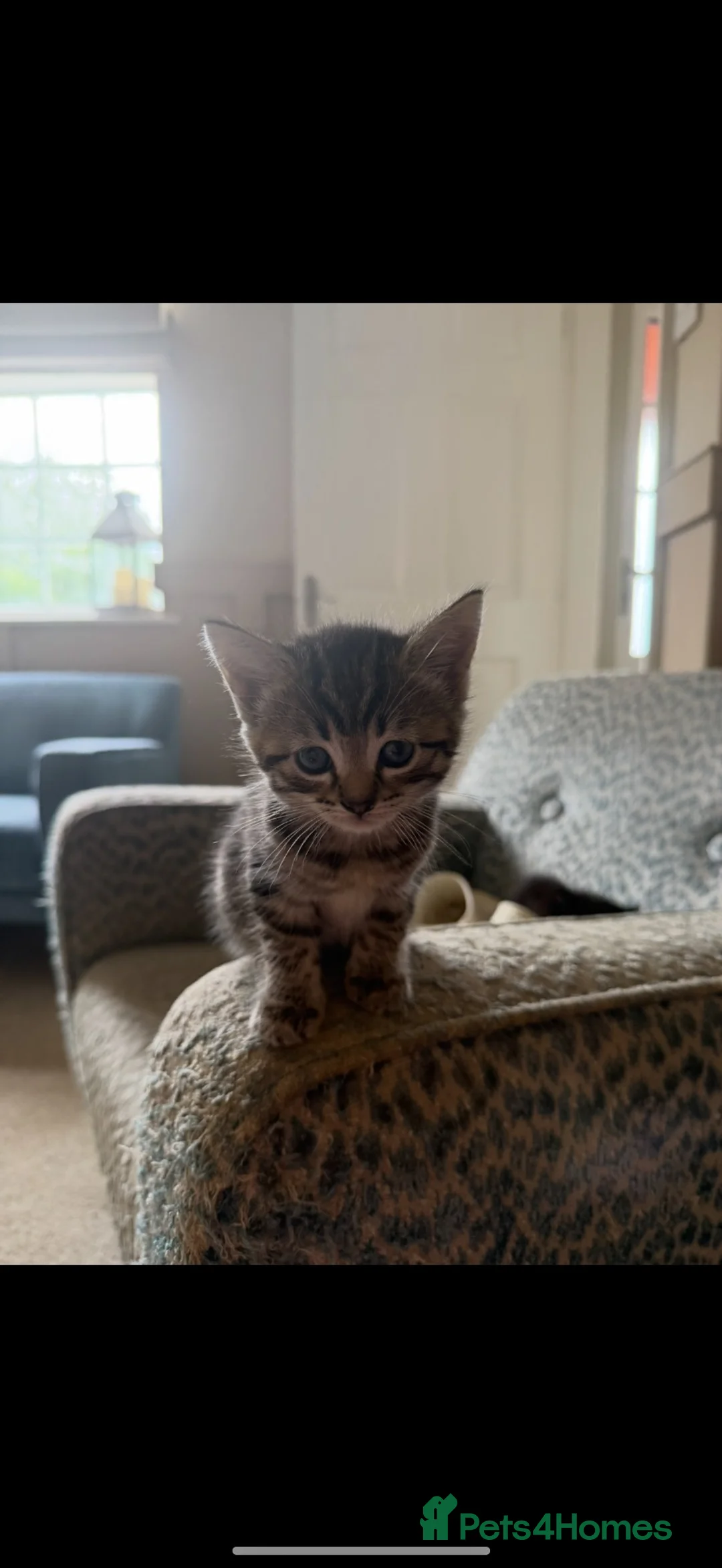Mixed Breed cats for sale: Kitten  - Advert 1
