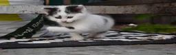 Mixed Breed cats for sale: 3 of the fluffiest, friendliest kittens for sale! - Advert 18