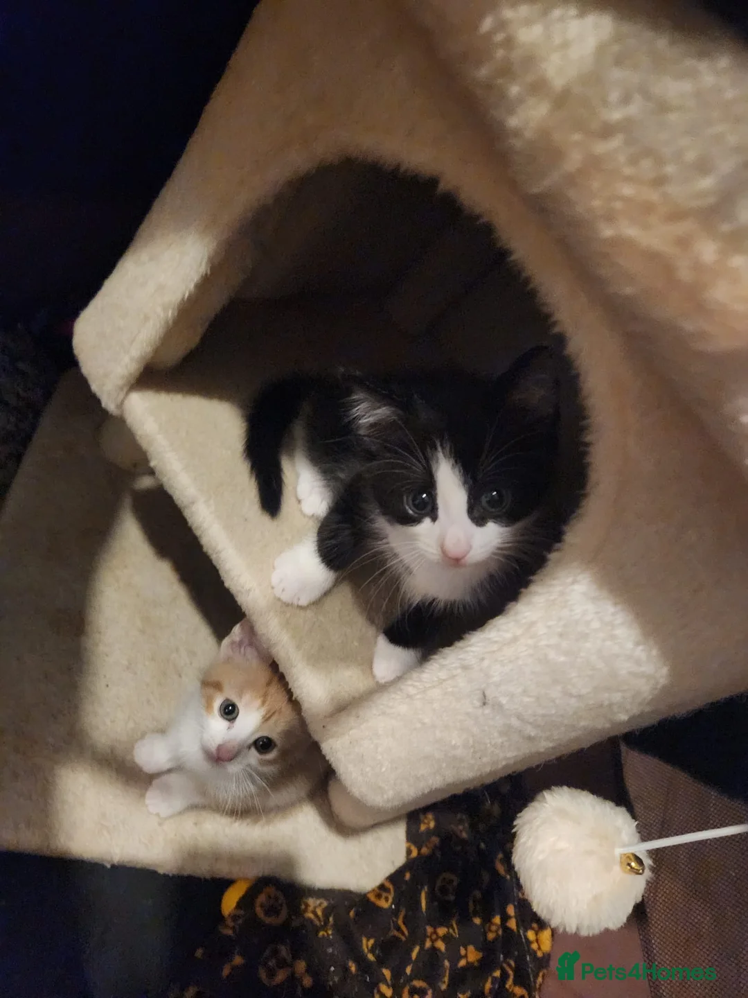 Mixed Breed cats for sale: 4 Gorgeous kittens looking for new home - Advert 19