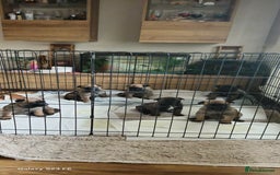 Belgian Shepherd Dog dogs for sale: Stunning Belgian Malinois Puppies - Image 1