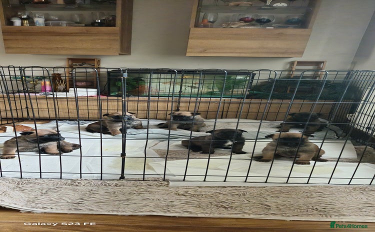 Belgian Shepherd Dog dogs - Advert 4