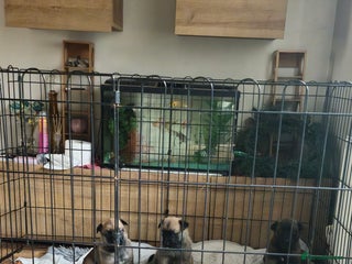 Belgian Shepherd Dog dogs for sale - Advert 1