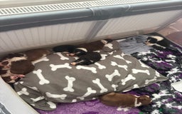 Border Collie dogs for sale: Boarder collie puppies  - Image 9