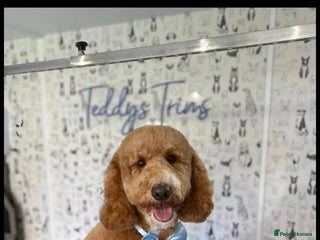 Australian Labradoodle dogs Australian Labradoodle Puppies - Advert 4