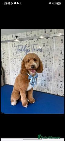 Australian Labradoodle dogs Australian Labradoodle Puppies - Advert 1