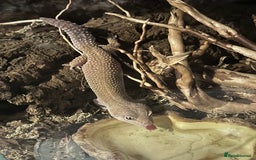 Leopard Gecko reptiles for sale: 2 leopard geckos and vivarium for sale  - Image 6