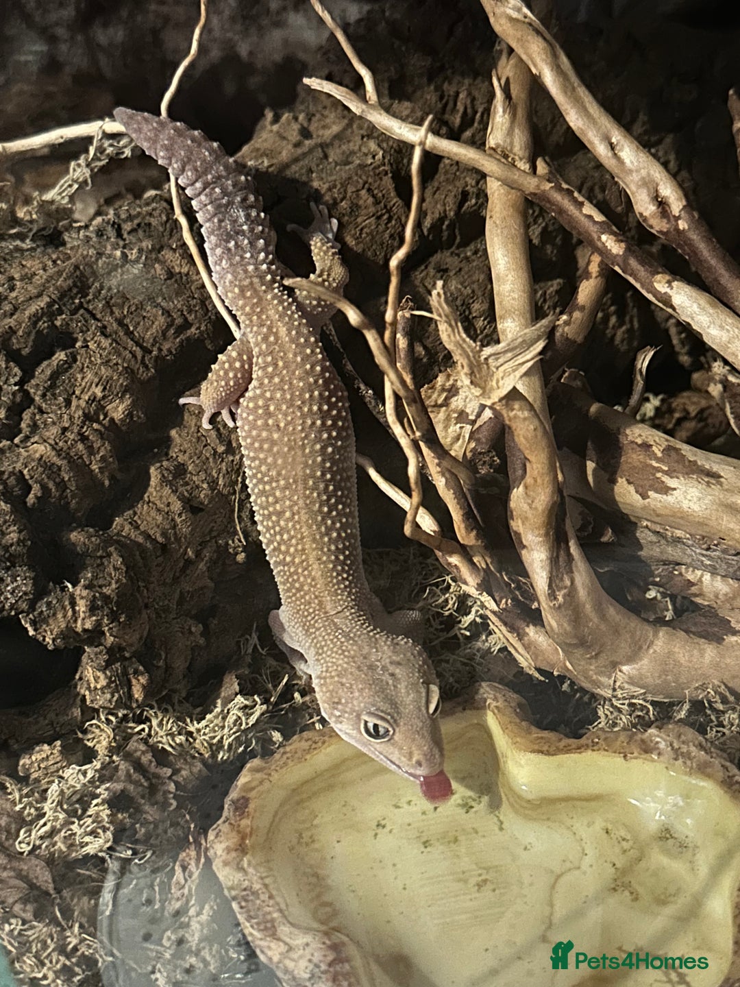 Leopard Gecko reptiles for sale: 2 leopard geckos and vivarium for sale  - Image 6