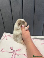 Pomeranian dogs - Advert 9