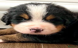 Bernese Mountain Dog dogs for stud: Proven health tested BMD handsome boy for stud. in Northampton - Image 20