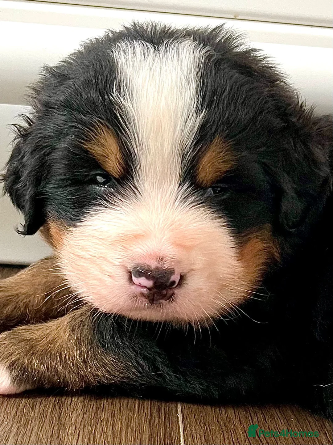 Bernese Mountain Dog dogs for stud: Proven health tested BMD handsome boy for stud. in Northampton - Advert 19