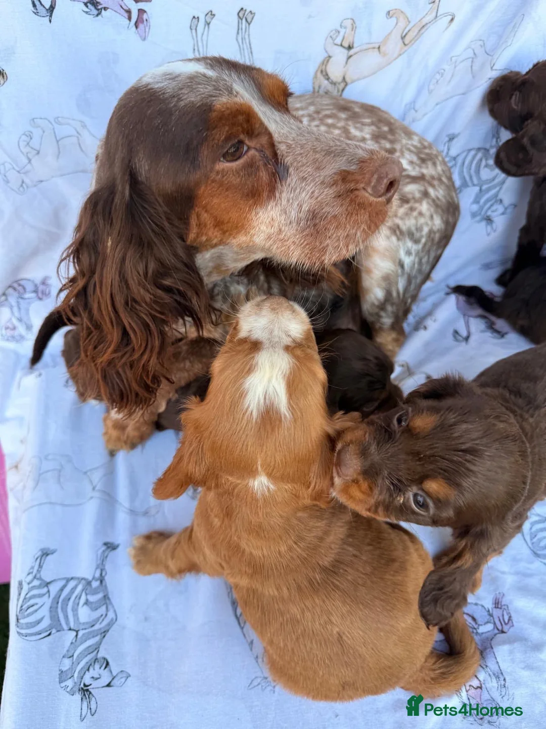 Cocker Spaniel dogs for sale: 9 Gorgeous Working Cocker Spaniel Pups 7 weeks old - Advert 17
