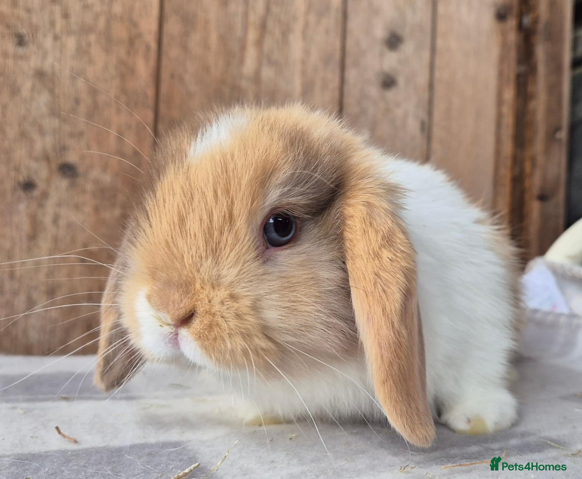 Mini Lop rabbits Mini lop baby girl  - Advert 10