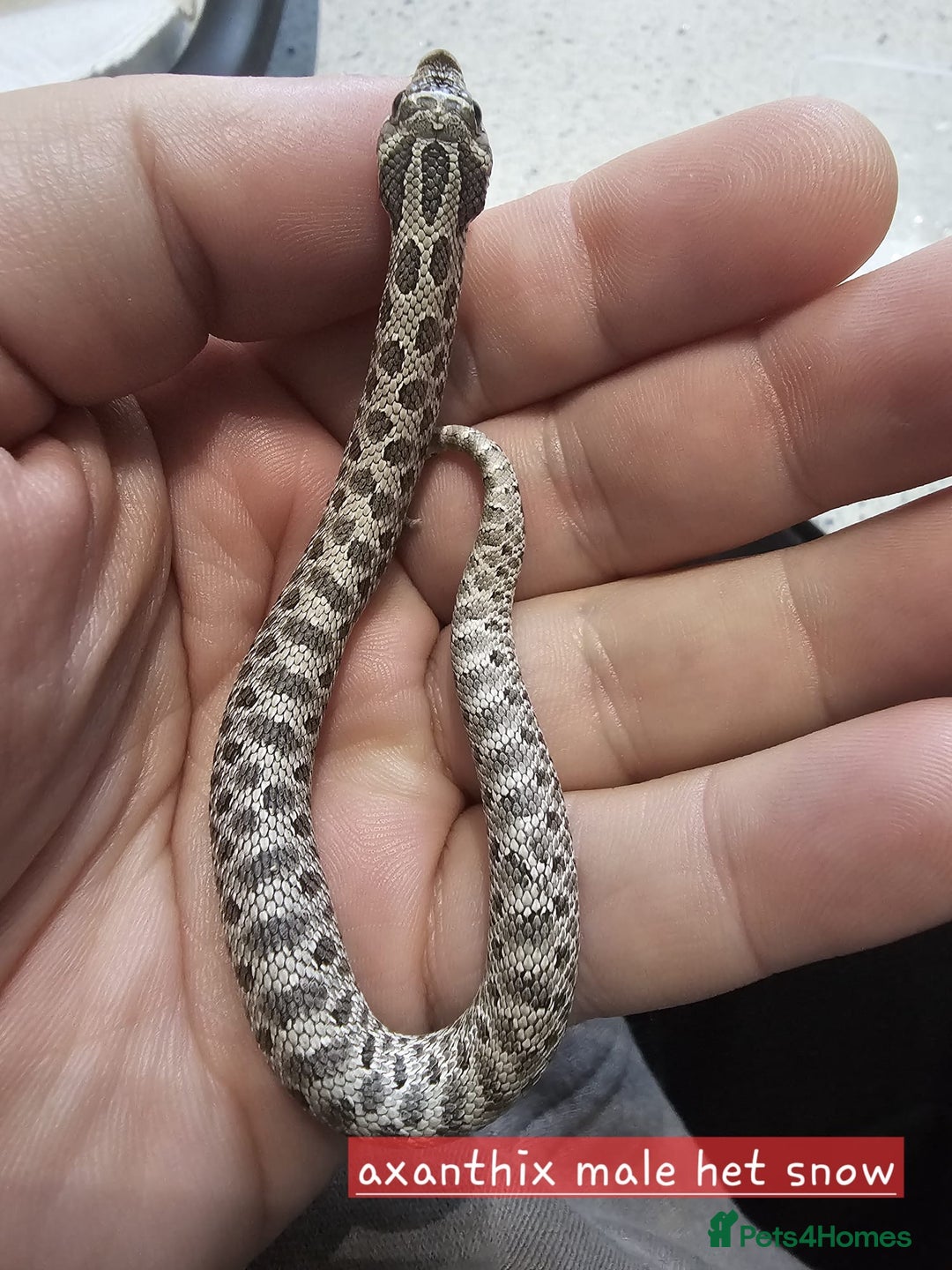 Snake reptiles for sale: Snakes for sale  - Image 5