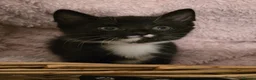 Mixed Breed cats for sale: 3 beautiful kittens in London - Advert 10