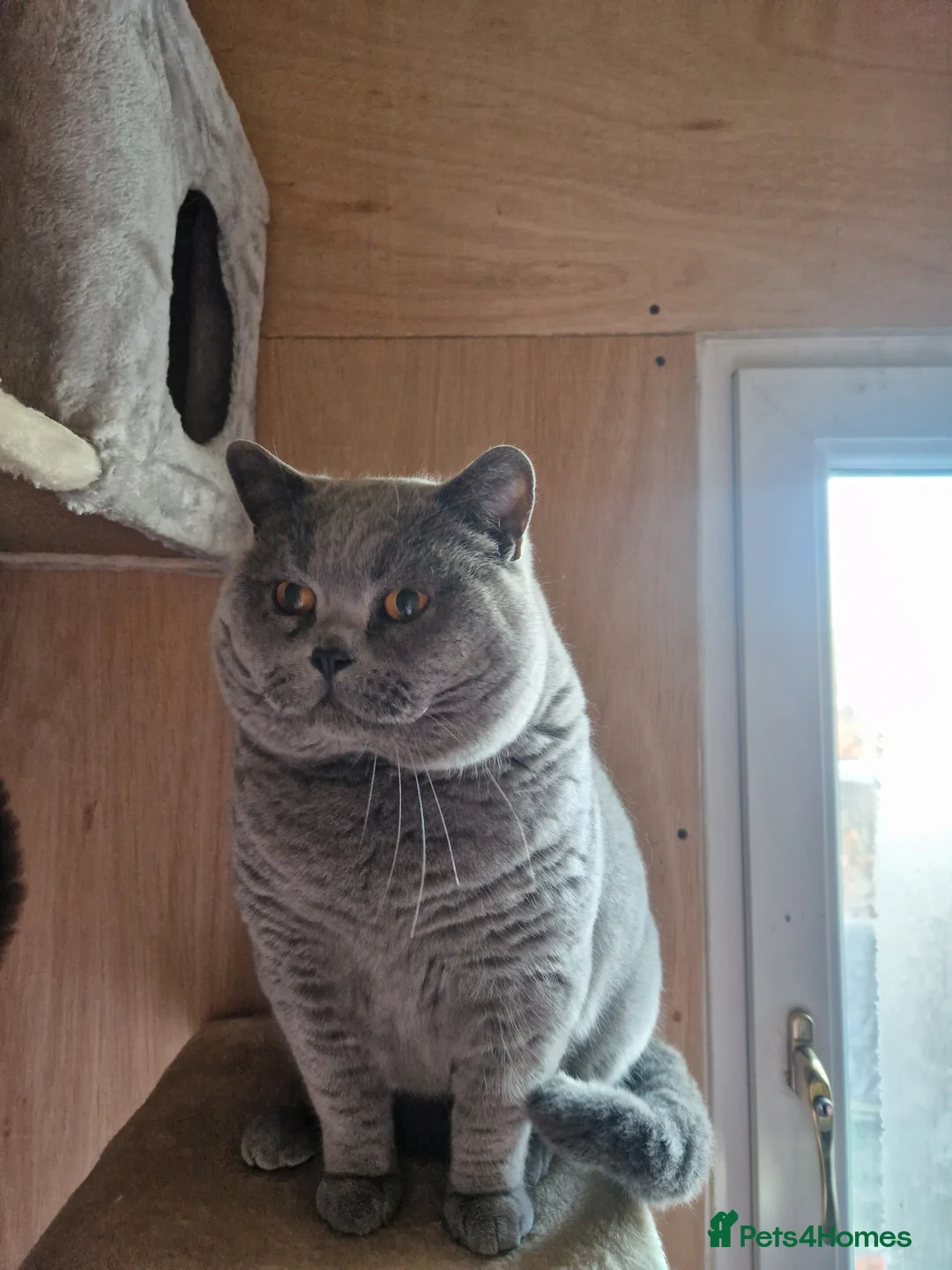 British Shorthair cats for sale: British shorthair male  - Advert 1