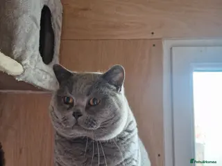 British Shorthair cats British shorthair male - Advert 1
