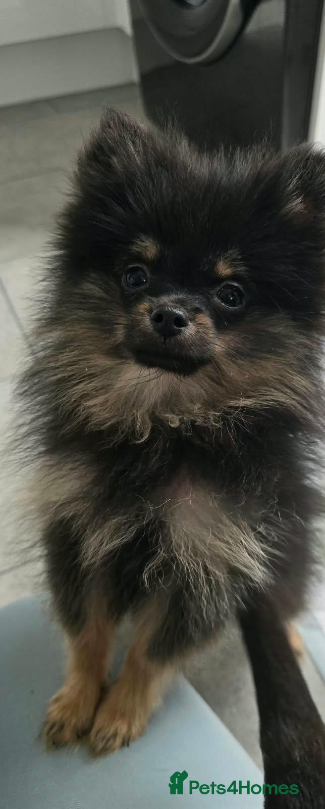 Pomeranian dogs Male pomeranian  - Advert 5
