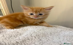 Mixed Breed cats for sale: beautiful kittens for sale - Image 17