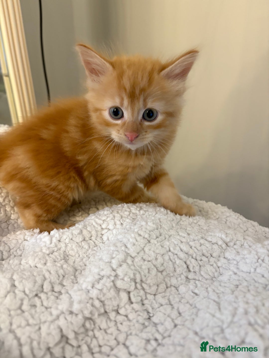 Mixed Breed cats for sale: beautiful kittens for sale - Image 17