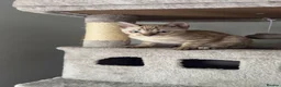 Bengal cats for sale: Stunning Bengal kittens - Advert 14