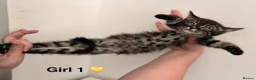 Bengal cats for sale: 🖤🧡🐆4 bengal girls 🐆🧡🖤 - Advert 5