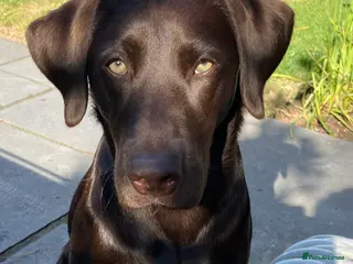 Labrador Retriever dogs Beautiful Black Female - Advert 3