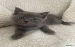 Ragdoll cats for sale: Cuddly & Sweet Ragdolls - Image 16