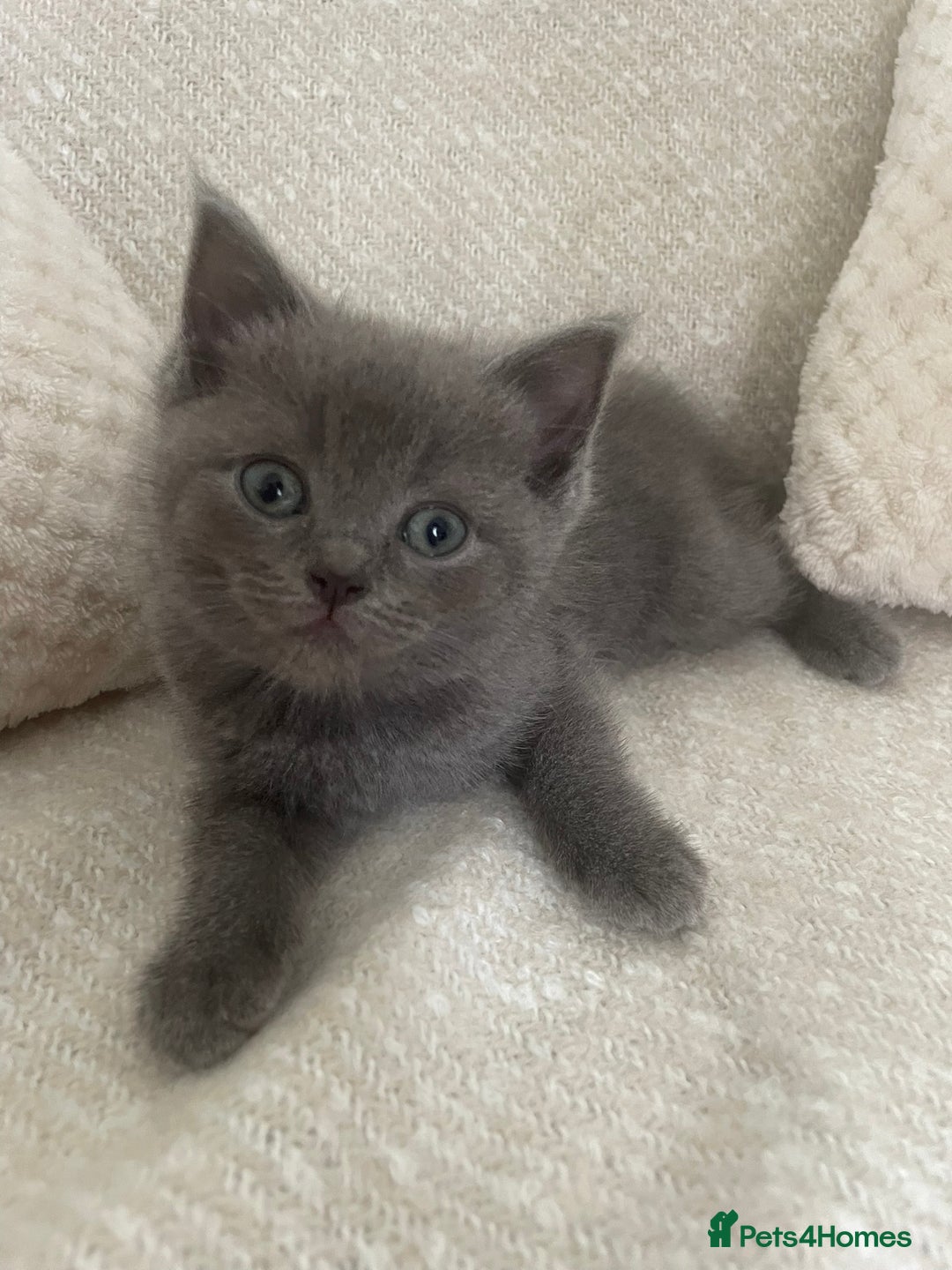 Ragdoll cats for sale: Cuddly & Sweet Ragdolls - Image 16