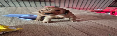 Sprocker Puppy 1