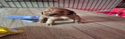 Sprocker dogs for sale: Fox red sprocker puppies - Advert 8