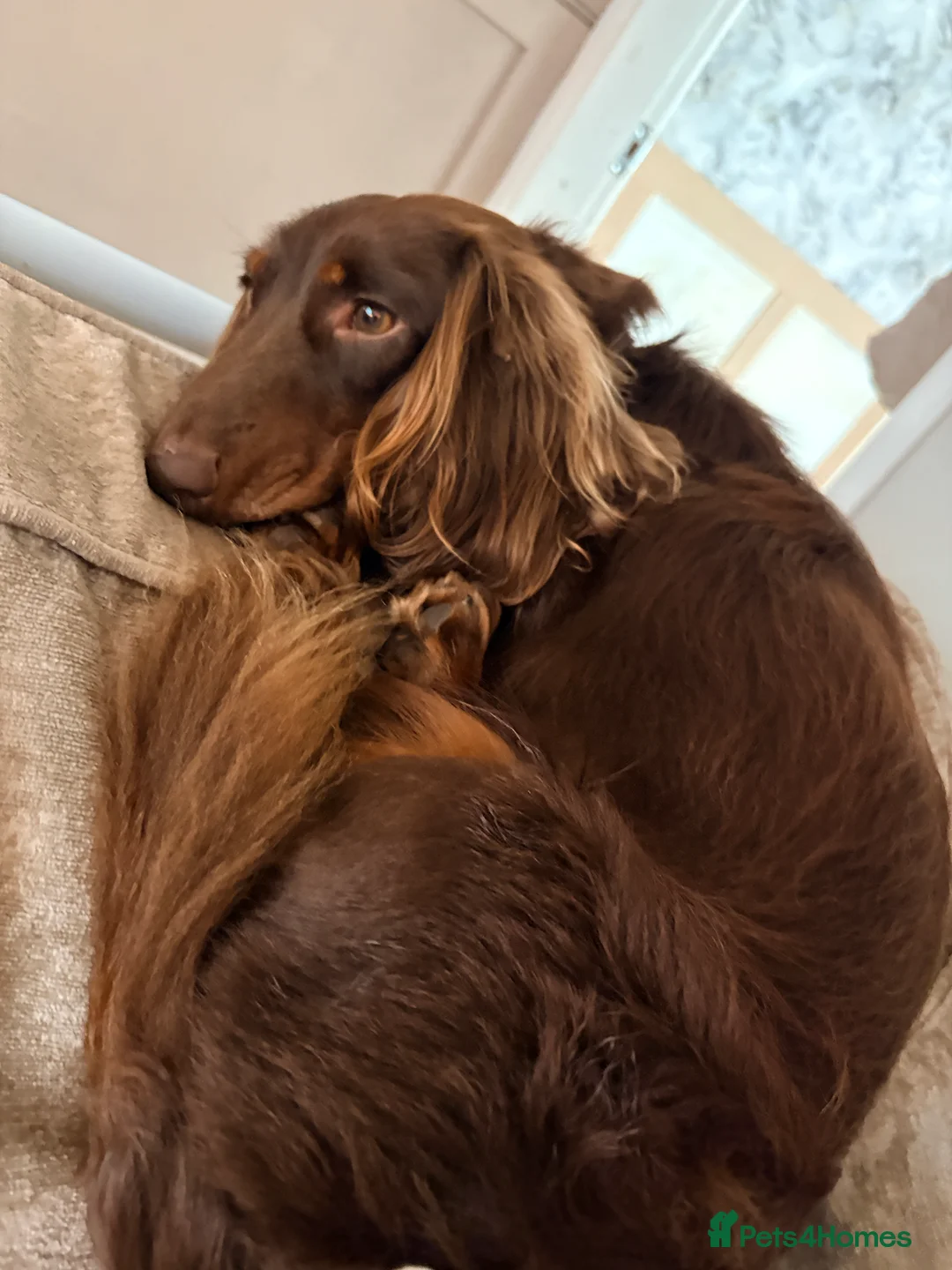 Dachshund dogs for sale: Long Haired Dachshund in Whitchurch - Advert 3