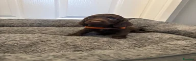 Puppy 5
