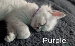 Ragdoll cats for sale: Stunning fluffy show quality ragdolls  - Image 11