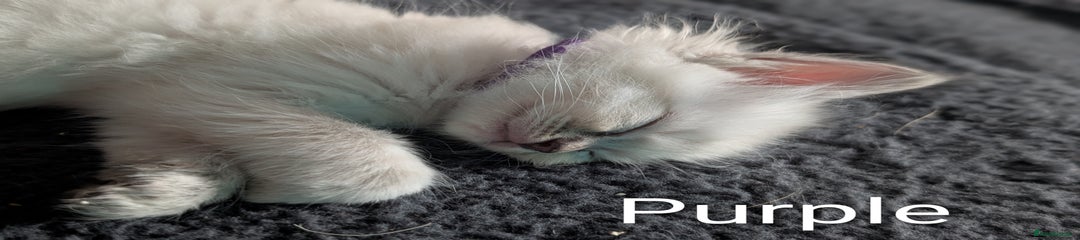 Ragdoll Kitten 5 Pueple