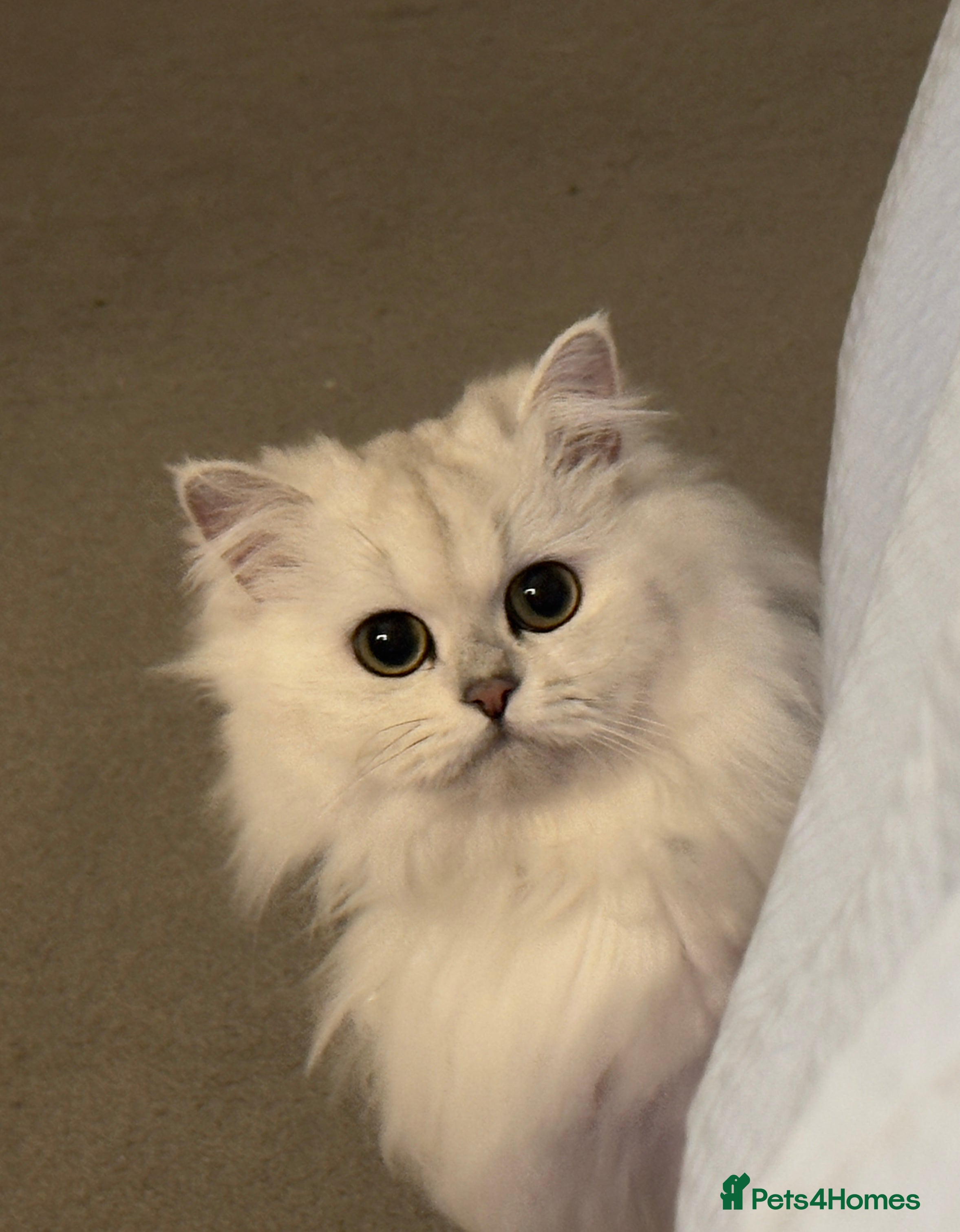 British Longhair cats Pedigree  - Advert 4