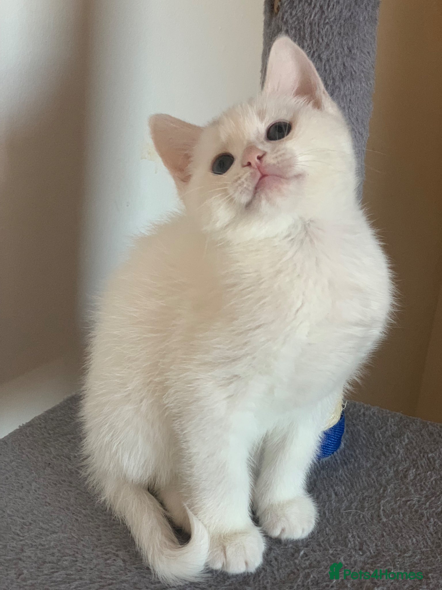 Mixed Breed cats BSH/Ragdoll White/white & ginger kittens - Advert 16